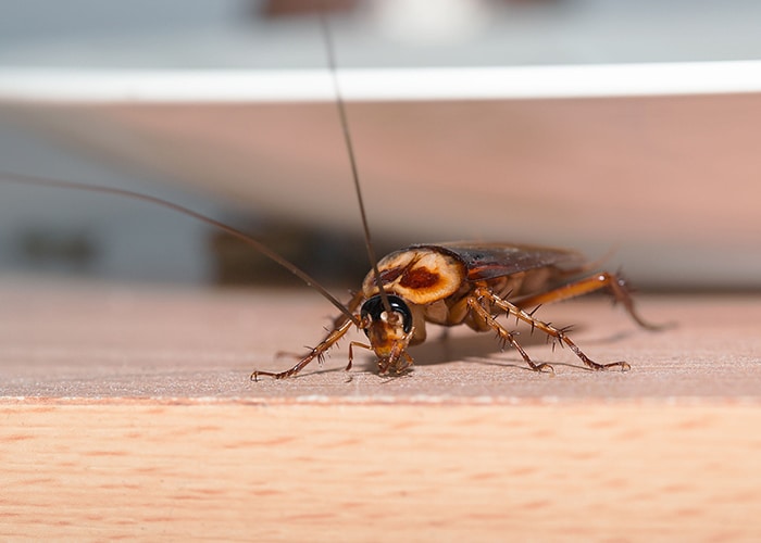 Homeowners’ Top 5 Most Hated Pests