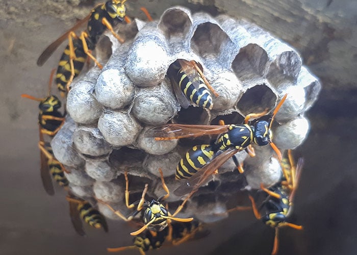 Atlanta Bee, Wasp, and Hornet Control