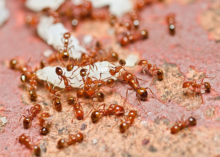 Timing Pest Control: Fall Is the Best Time to Treat Fire Ants