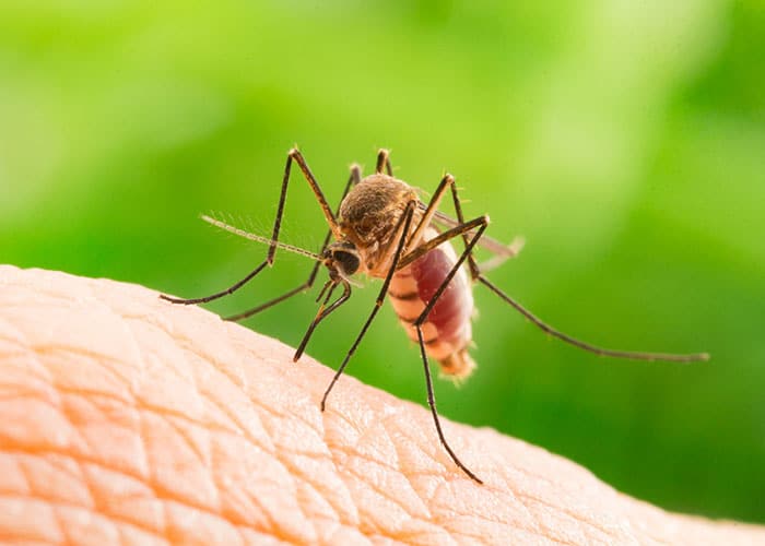 Atlanta Mosquito Control & Treatment