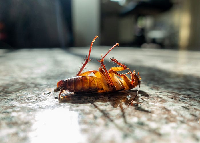 Top 5 Most Hated Pest (and What You Can Do About Them)