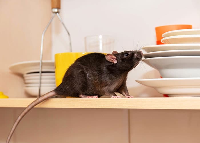 5 Interesting and Unsettling Facts About Mice