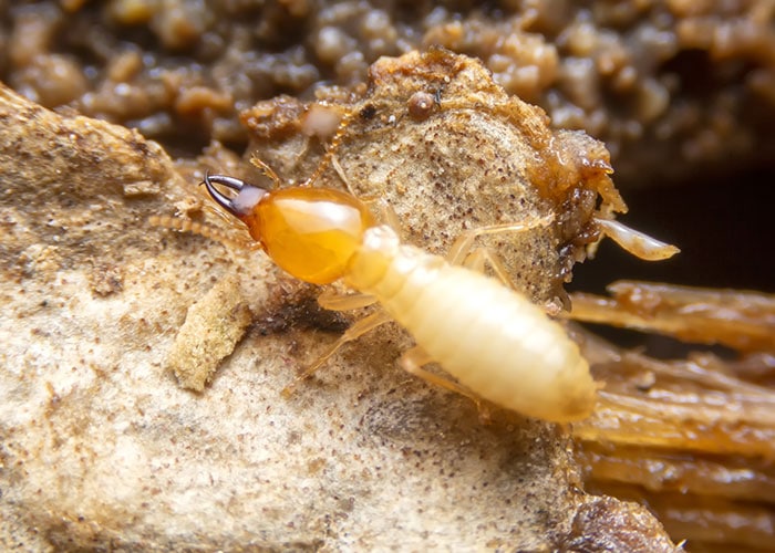 Atlanta Termite Control & Treatment