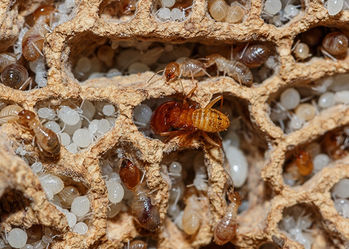 Atlanta Termite Inspections