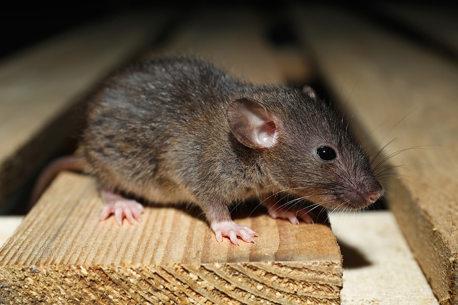 Busting Pest Control Myths