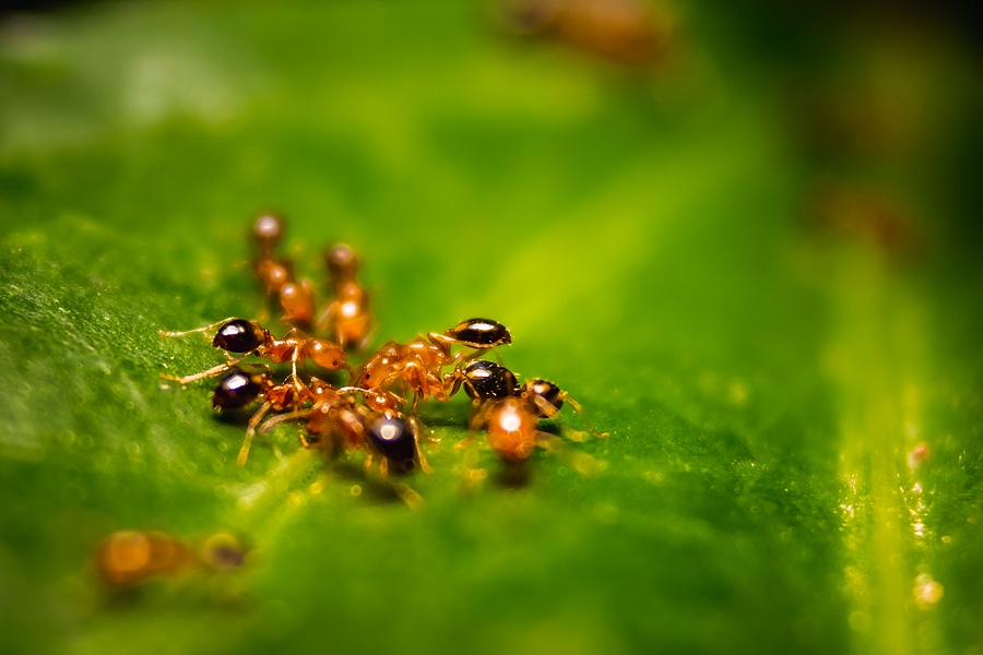 Are There DIY Fire Ant Removal Options?