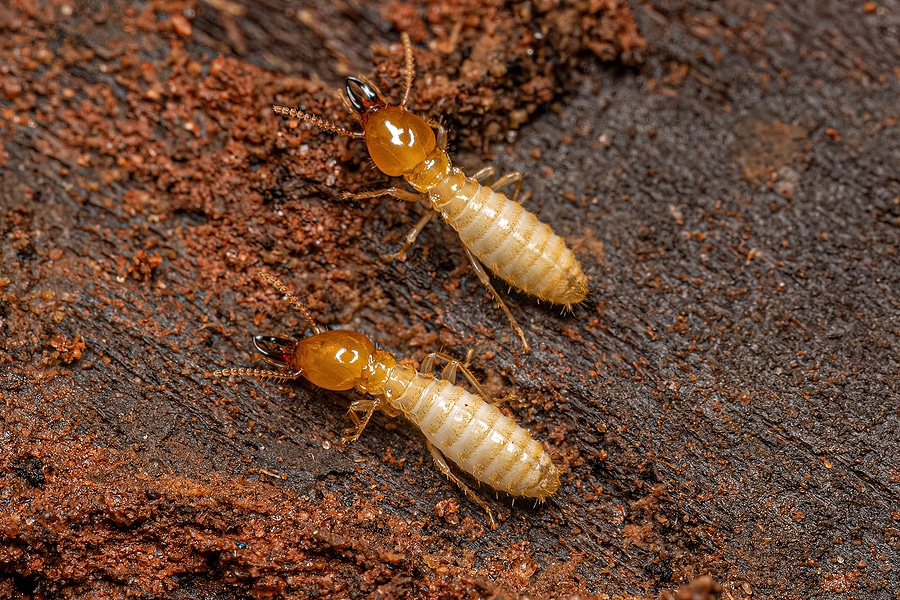 Are There Termites in Your Home?