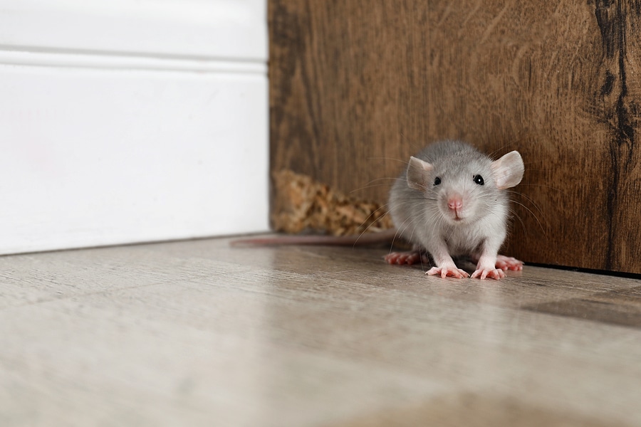 Rodent Control and Exclusion Explained