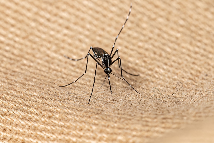 6 Reasons to Opt for Professional Mosquito Treatments