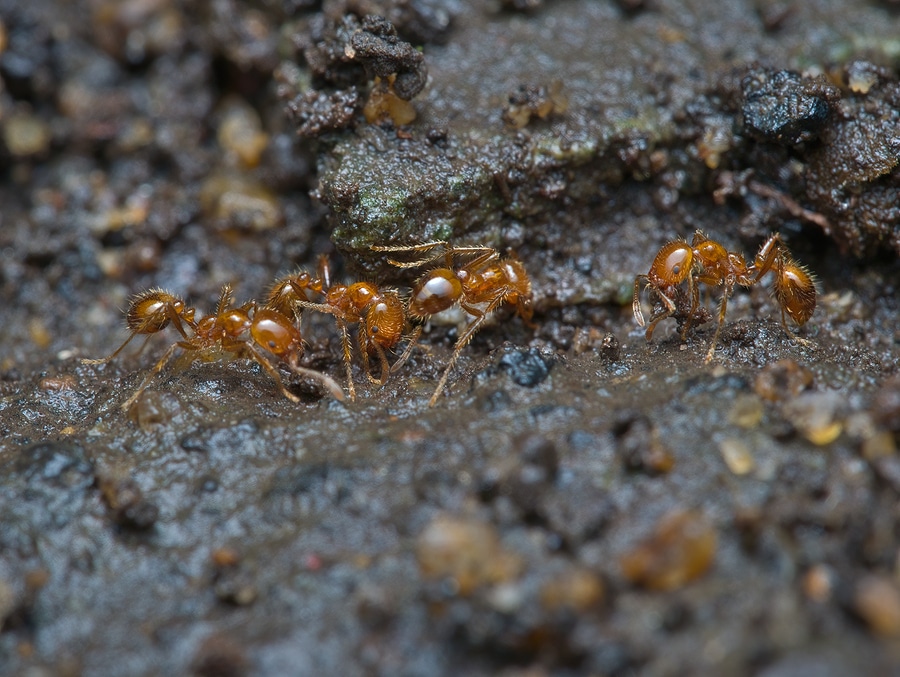 What are the Dangers of a Fire Ant Infestation?