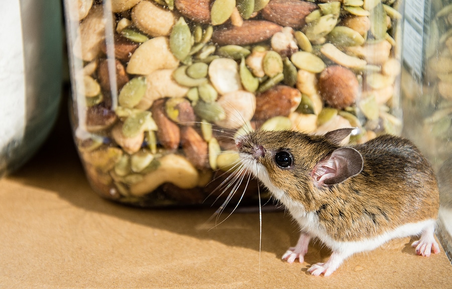 Top 4 Things That Attract Rodents into Your Home
