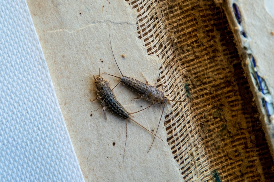 Common Winter Pests in Atlanta, GA