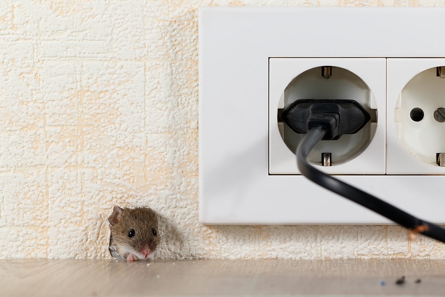 Unraveling the Dangers of Rodent Infestation